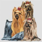 (image for) Yorkshire Terrier Montage